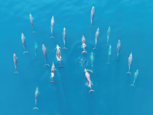 Sortie dauphins (Tamarin / Rivière Noire)