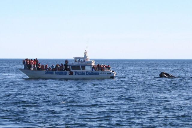 Observation des baleines